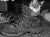 Puss In Boot